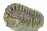 Curled Flexicalymene Trilobite - Indiana #287250-1